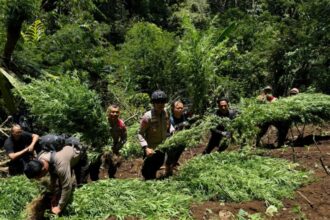 Tim gabungan berhasil mengamankan sekitar 1.500 batang tanaman ganja yang tersebar di lima titik berbeda | Foto: dok. Hum/Res Lumajang