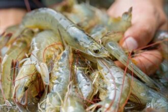 Ilustrasi: Budidaya Tambak Udang Litopenaeus Vanname Super Intensif di Kabupaten Jepara | Sumber Foto: CJIP Jateng