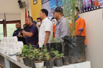 Konferensi pers ungkap kasus peredaran ganja yang dilaksanakan di Rupatama Polres Batu, Polda Jatim, Rabu (15/1/2025) | Foto: dok. Hum Polres Batu