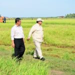 Presiden Prabowo Subianto saat meninjau proses tanam dan panen padi di Desa Telaga Sari, Distrik Kurik, Kabupaten Merauke, Papua Selatan, Minggu (3/11/2024) Foto: dok. BPMI Setpres