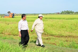 Presiden Prabowo Subianto saat meninjau proses tanam dan panen padi di Desa Telaga Sari, Distrik Kurik, Kabupaten Merauke, Papua Selatan, Minggu (3/11/2024) Foto: dok. BPMI Setpres