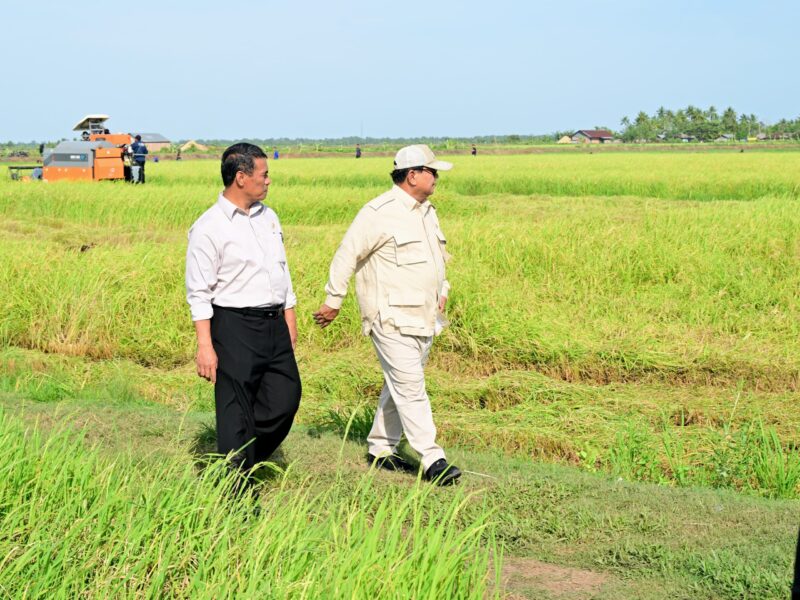 Presiden Prabowo Subianto saat meninjau proses tanam dan panen padi di Desa Telaga Sari, Distrik Kurik, Kabupaten Merauke, Papua Selatan, Minggu (3/11/2024) Foto: dok. BPMI Setpres