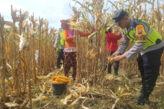 Panen jagung di lahan seluas 0,5 hektare di Dusun Kalikunci, Kecamatan Kedungadem, Kabupaten Bojonegoro, Minggu (16/2/2025) | Sumber Foto: Hum Polri