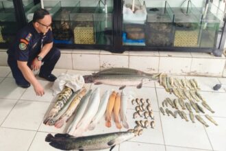 Petugas mengamankan sebanyak 63 ekor ikan predator dengan nilai jual Rp68 juta | Sumber Foto: dok. PSDKP KKP