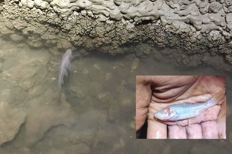 Barbodes klapanunggalensis, spesies ikan gua buta endemik di Klapanunggal, Jawa Barat | Sumber Foto: BRIN