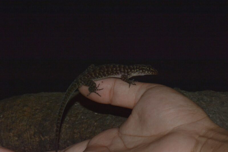 Spesies baru ini diberi nama Cyrtodactylus pecelmadiun, terinspirasi dari kuliner khas Jawa Timur | Sumber Foto: dok. BRIN