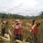 dok. Petani di Desa Menoreh Kecamatan Salaman, Kabupaten Magelang, Jawa Tengah, panen raya Jagung, Kamis (7/10/2021) Sumber Foto: Pemprov Jateng