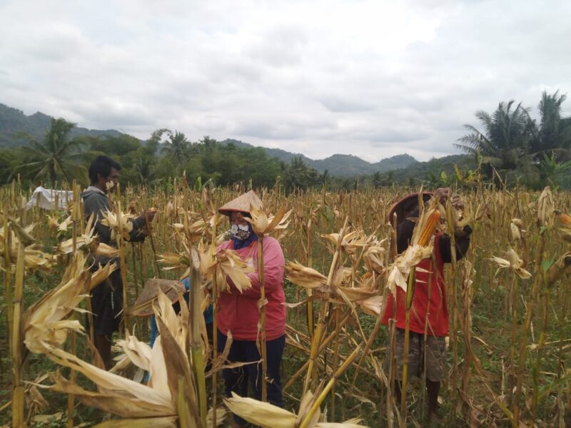 dok. Petani di Desa Menoreh Kecamatan Salaman, Kabupaten Magelang, Jawa Tengah, panen raya Jagung, Kamis (7/10/2021) Sumber Foto: Pemprov Jateng