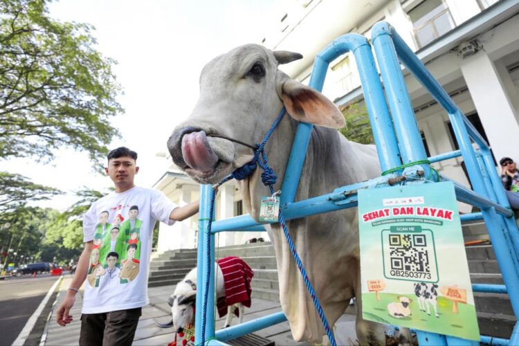 Salah satu hewan kurban yang telah diperiksa dan memiliki tanda pengenal resmi atau barcode | Sumber Foto: Pemkot Bandung