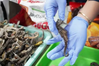 Kuda laut kering yang berhasil diamankan oleh Balai Karantina Kepri bersama Bea Cukai | Sumber Foto: Barantin