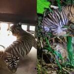 Dua ekor anak harimau sumatra bernama "Nunuk" dan "Ninik" | Sumber Foto: Kemenhut