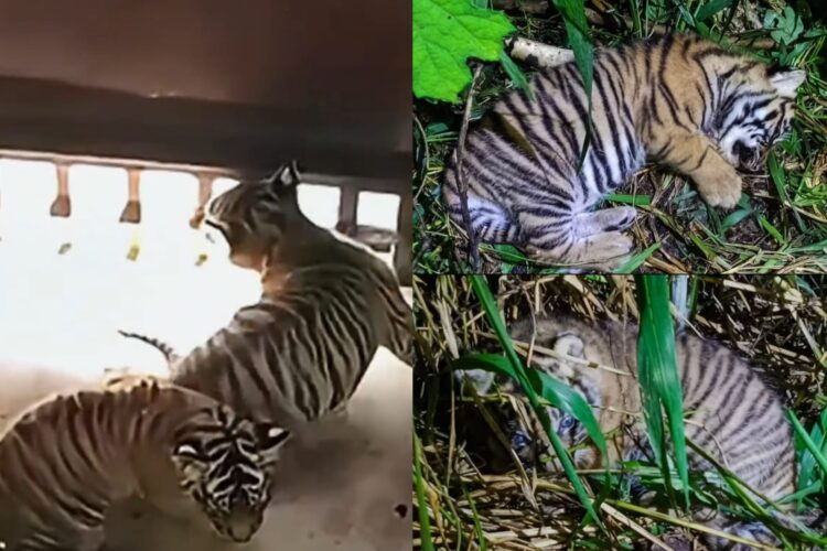 Dua ekor anak harimau sumatra bernama "Nunuk" dan "Ninik" | Sumber Foto: Kemenhut