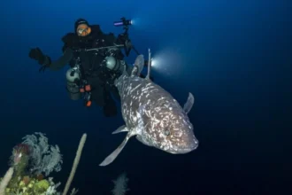 Meski spesies ini sebelumnya dianggap telah punah, temuan ini membuktikan bahwa coelacanth masih eksis dan hidup di kedalaman laut Indonesia | Sumber Foto: unpatti.ac.id