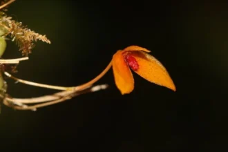 Jenis anggrek yang berhasil ditemukan ini berasal dari genus Bulbophyllum dan ditemukan di kawasan Gunung Bukit Raya | Sumber Foto: Kemenhut RI