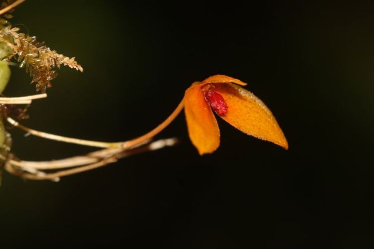 Jenis anggrek yang berhasil ditemukan ini berasal dari genus Bulbophyllum dan ditemukan di kawasan Gunung Bukit Raya | Sumber Foto: Kemenhut RI