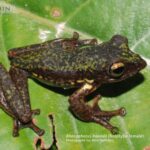 Spesies baru katak pohon tersebut diberi nama Rhacophorus boeadii | Sumber Foto: BRIN