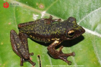 Spesies baru katak pohon tersebut diberi nama Rhacophorus boeadii | Sumber Foto: BRIN