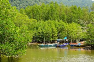 Ilustrasi hutan mangrove di pesisir pantai | Sumber Foto: Pixabay