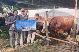 Dok. Perumda Air Minum Surya Sembada Kota Surabaya menyalurkan sapi kurban menjelang Hari Raya Iduladha 1446 H | Sumber Foto: Hum/Perumda
