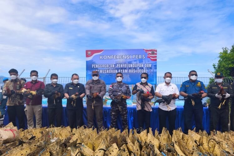 Konferensi pers penggagalan dan pemusnahan barang bukti ayam rasa ilegal asal Filipina di Mako Lanal Tahuna, Kepulauan Sangihe, Sulawesi Utara, Kamis (3/7/2025) | Sumber Foto: Dispen Koarmada II