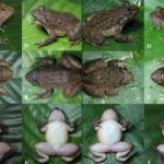Dari kiri: Limnonectes nusantara dan Limnonectes maanyanorum | Sumber Foto: BRIN