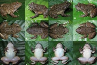 Dari kiri: Limnonectes nusantara dan Limnonectes maanyanorum | Sumber Foto: BRIN
