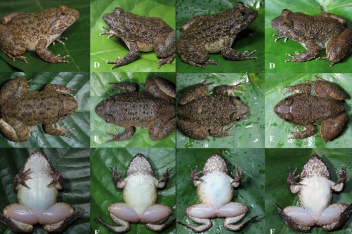 Dari kiri: Limnonectes nusantara dan Limnonectes maanyanorum | Sumber Foto: BRIN