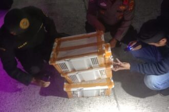 dok. Tim gabungan menemukan keranjang plastik yang berisi burung hidup di dalam bagasi bus | Sumber Foto: Barantin