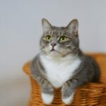 Ilustrasi kucing jantan (Foto: pexels)