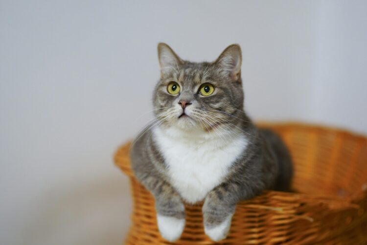 Ilustrasi kucing jantan (Foto: pexels)