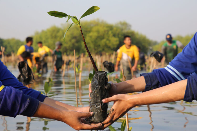 dok. Penanaman mangrove dalam rangka memperingati HUT ke-1 Kebun Raya Mangrove (KRM) Surabaya Tahun 2024 | Sumber Foto: Pemkot Surabaya