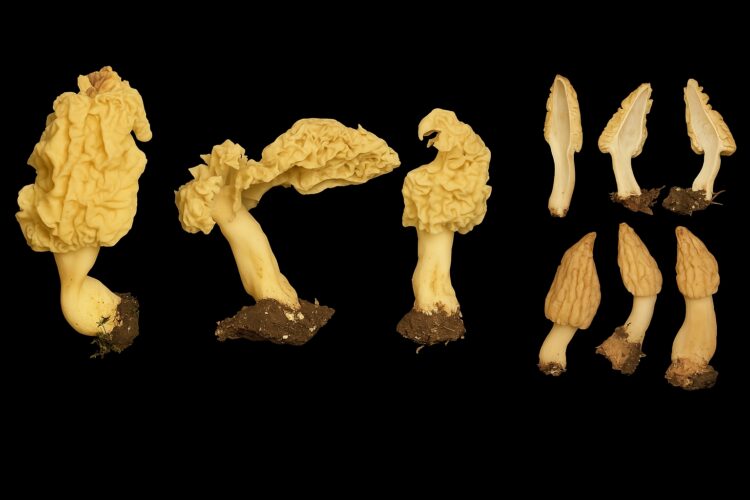 Spesies ini diberi nama Morchella rinjaniensis, merujuk pada lokasi penemuannya di Gunung Rinjani | Foto: dok. BRIN (edit/AI/BI)