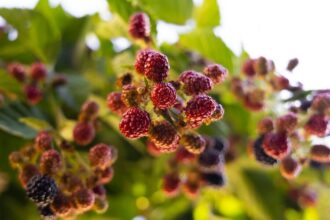 Ilustrasi buah murbei atau tumbuhan morus shalun | Sumber Foto: pexels