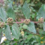 Daun patikan kebo (Sc: wikimedia)
