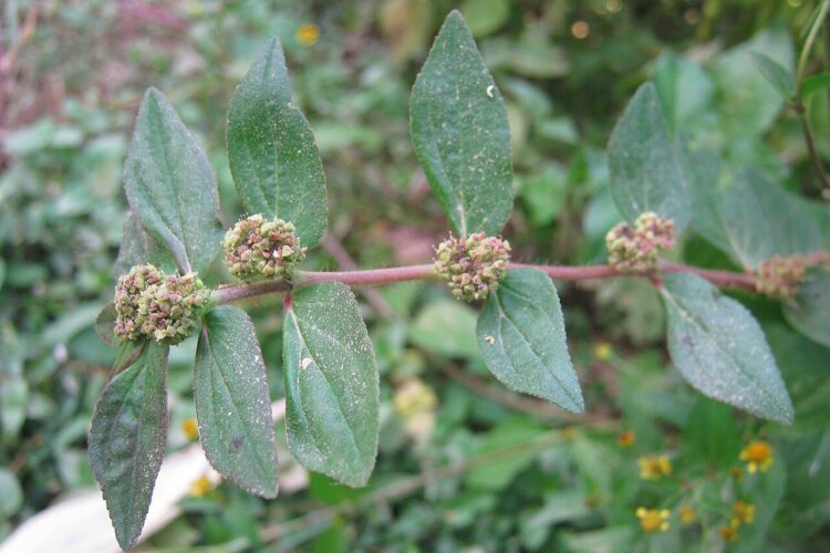 Daun patikan kebo (Sc: wikimedia)
