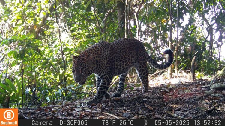 dok. Salah satu satwa Macan Tutul Jawa yang berhasil terekam kamera jebak di Pegunungan Sanggabuana, Karawang | Sumber Foto: Dispenad
