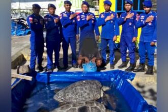 Dari tangan terduga pelaku, polisi mengamankan dua ekor penyu hidup | Sumber Foto: Hum Polda NTT