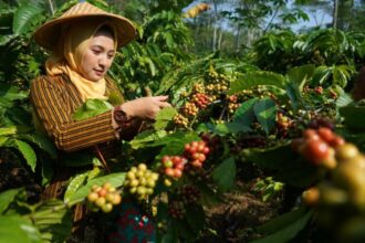 Ilustrasi: Panen biji kopi di lahan perkebunan Desa Gemawang, Kabupaten Temanggung, Jawa Tengah, Rabu (26/6/2024) | Foto: dok. Hum Prov Jateng
