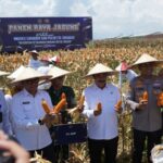 Panen Raya Jagung di Desa Bulang, Kecamatan Prambon, Sidoarjo, Jawa Timur, Jumat (31/10/2025) | Foto: Kemen-Imipas