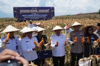 Panen Raya Jagung di Desa Bulang, Kecamatan Prambon, Sidoarjo, Jawa Timur, Jumat (31/10/2025) | Foto: Kemen-Imipas