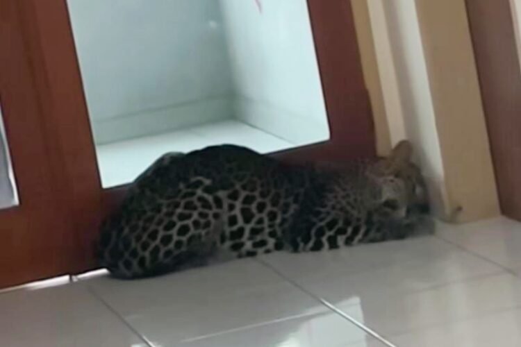 dok. Proses evakuasi macan tutul di kawasan Hotel Anugerah, Sukasari Kota Bandung, Senin (6/10/2025) | Sumber Foto: Pemkot Bandung