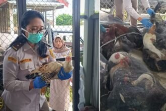 Puluhan ayam kampung saat diamankan petugas Karantina Jawa Timur di area keberangkatan Pelabuhan Ketapang, Banyuwangi, Senin (17/11/2025) | Foto: Ist/Ariandi K