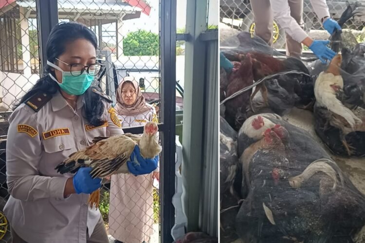 Puluhan ayam kampung saat diamankan petugas Karantina Jawa Timur di area keberangkatan Pelabuhan Ketapang, Banyuwangi, Senin (17/11/2025) | Foto: Ist/Ariandi K