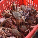 Ilustrasi komoditas perikanan rajungan Indonesia | Foto: dok. Hum KKP