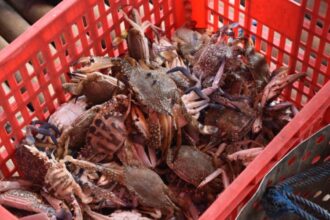 Ilustrasi komoditas perikanan rajungan Indonesia | Foto: dok. Hum KKP