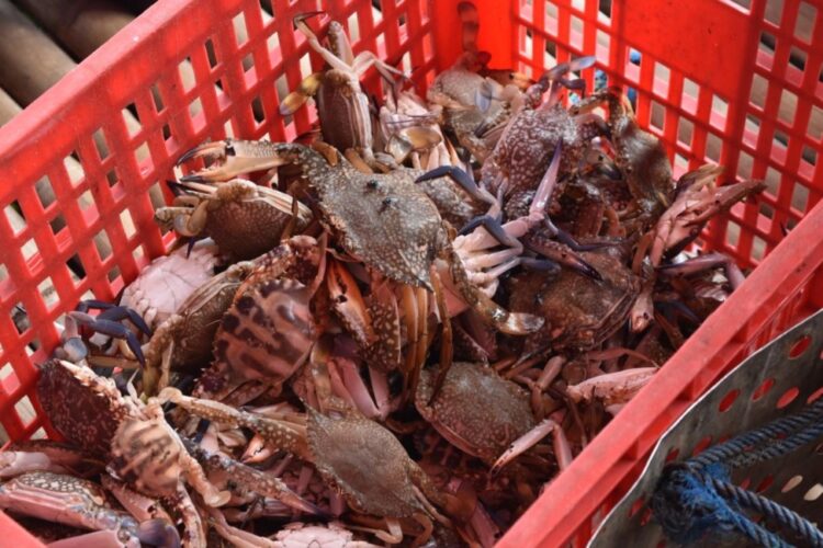 Ilustrasi komoditas perikanan rajungan Indonesia | Foto: dok. Hum KKP