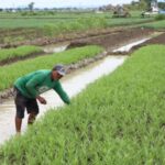 Sistem irigasi pertanian di Desa Kemurang Wetan, Kecamatan Tanjung, Kabupaten Brebes, Jaw Tengah | Sumber Foto: Kominfo Jateng
