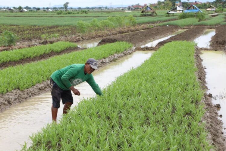 Sistem irigasi pertanian di Desa Kemurang Wetan, Kecamatan Tanjung, Kabupaten Brebes, Jaw Tengah | Sumber Foto: Kominfo Jateng