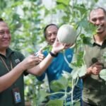 Panen melon perdana di kawasan Urban Farming ITS, Kampus ITS Sukolilo, Surabaya, Kamis (20/11/2025) | Sumber Foto: Hum/ITS