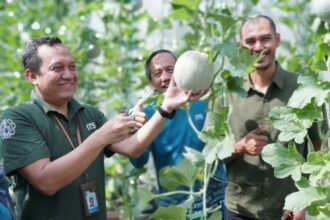 Panen melon perdana di kawasan Urban Farming ITS, Kampus ITS Sukolilo, Surabaya, Kamis (20/11/2025) | Sumber Foto: Hum/ITS